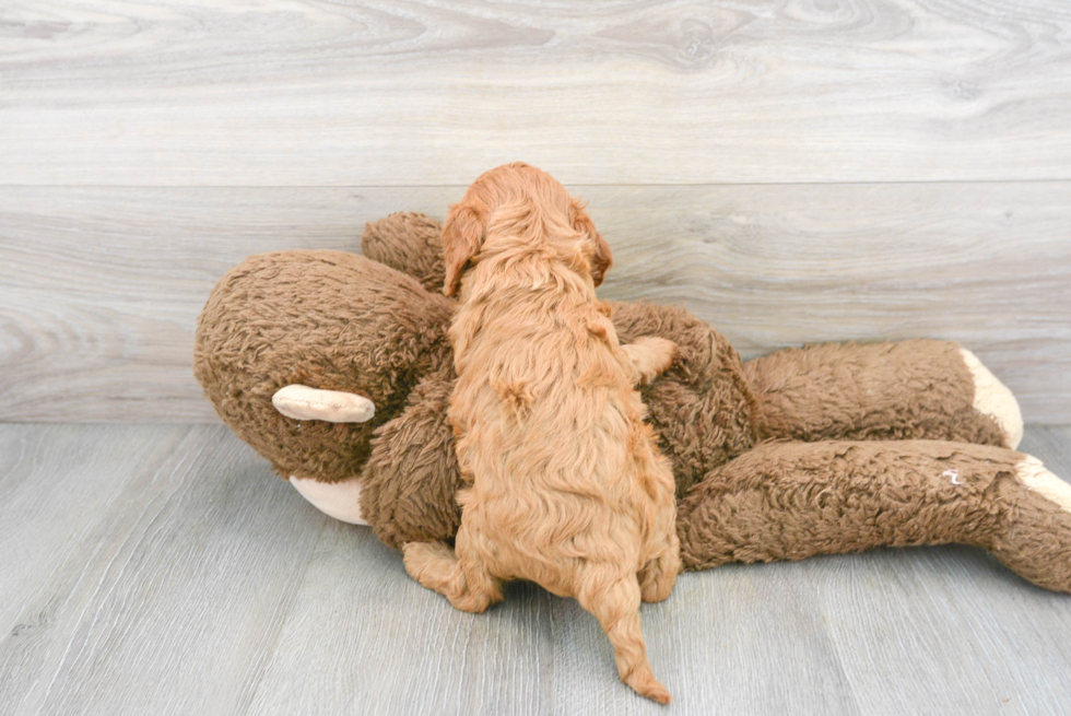 Cavapoo Pup Being Cute