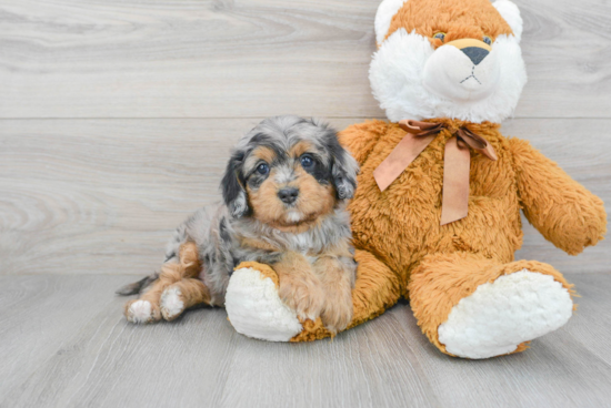 Cavapoo Puppy for Adoption