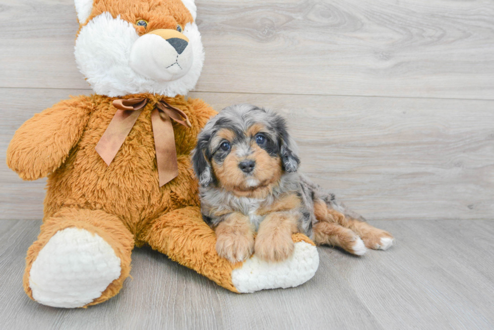 Smart Cavapoo Poodle Mix Pup