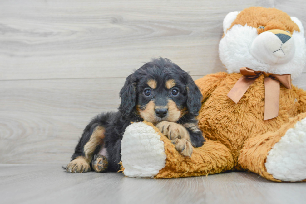 Best Cavapoo Baby