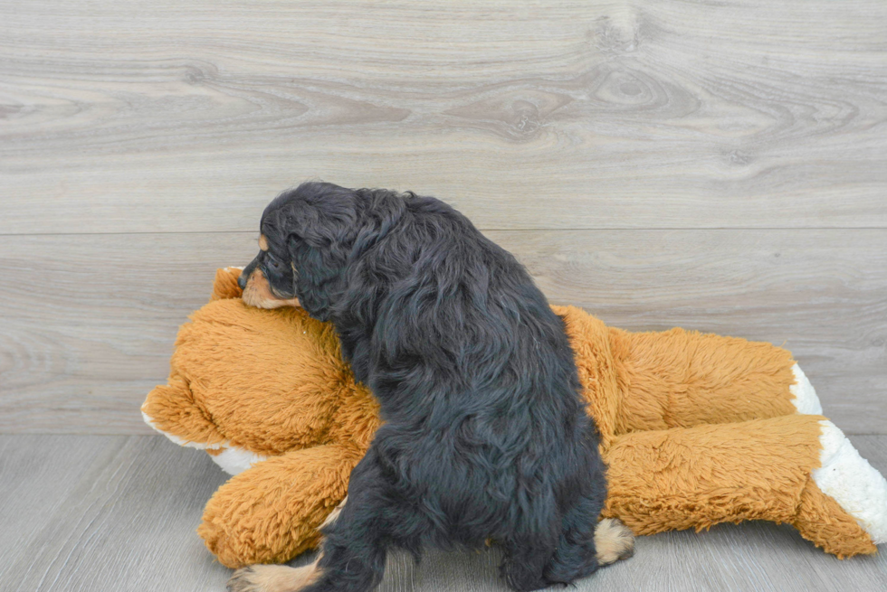 Popular Cavapoo Poodle Mix Pup