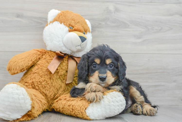 Friendly Cavapoo Baby