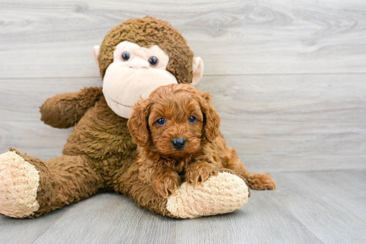 Cavapoo Puppy for Adoption