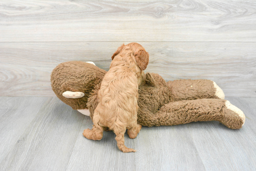 Cavapoo Puppy for Adoption