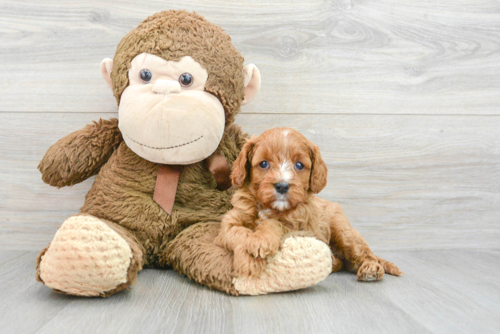 Happy Cavapoo Baby
