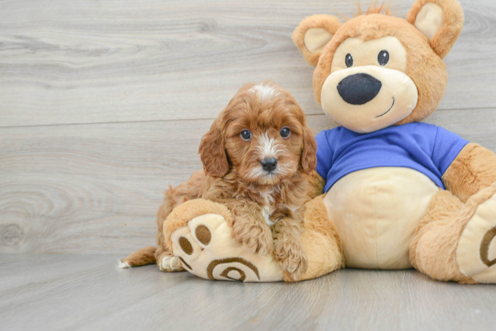 Cavapoo Puppy for Adoption