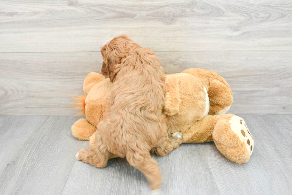 Funny Cavapoo Poodle Mix Pup