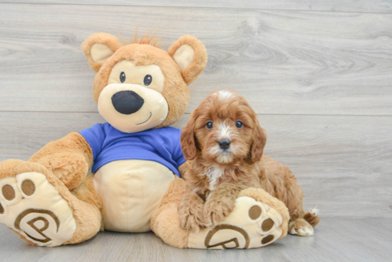 Smart Cavapoo Poodle Mix Pup