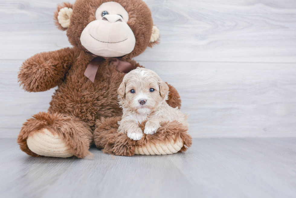 Cavapoo Pup Being Cute