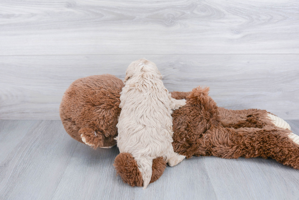 Little Cavoodle Poodle Mix Puppy