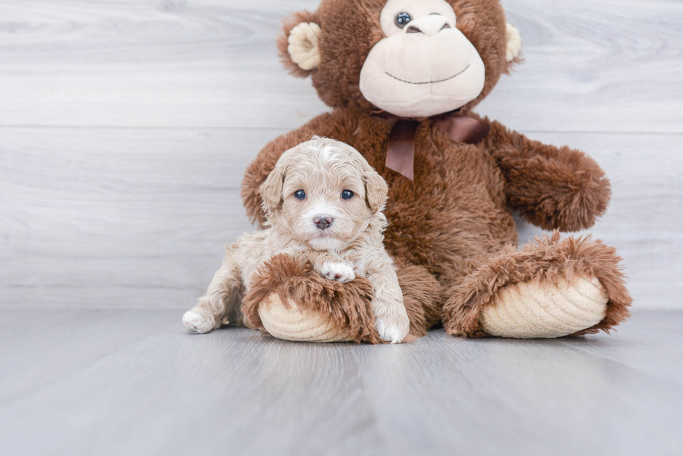 Small Cavapoo Baby