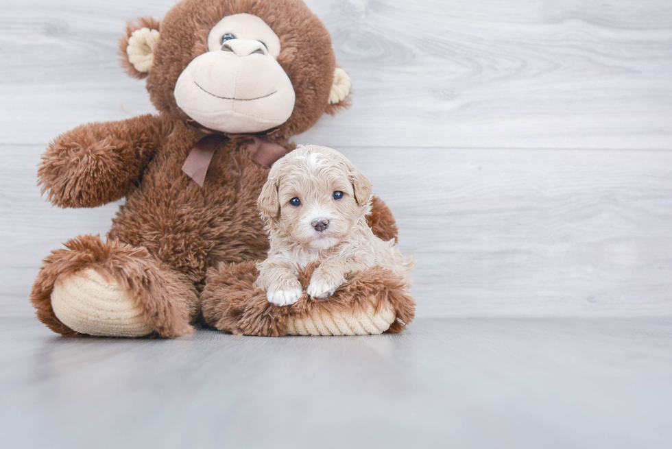 Small Cavapoo Baby