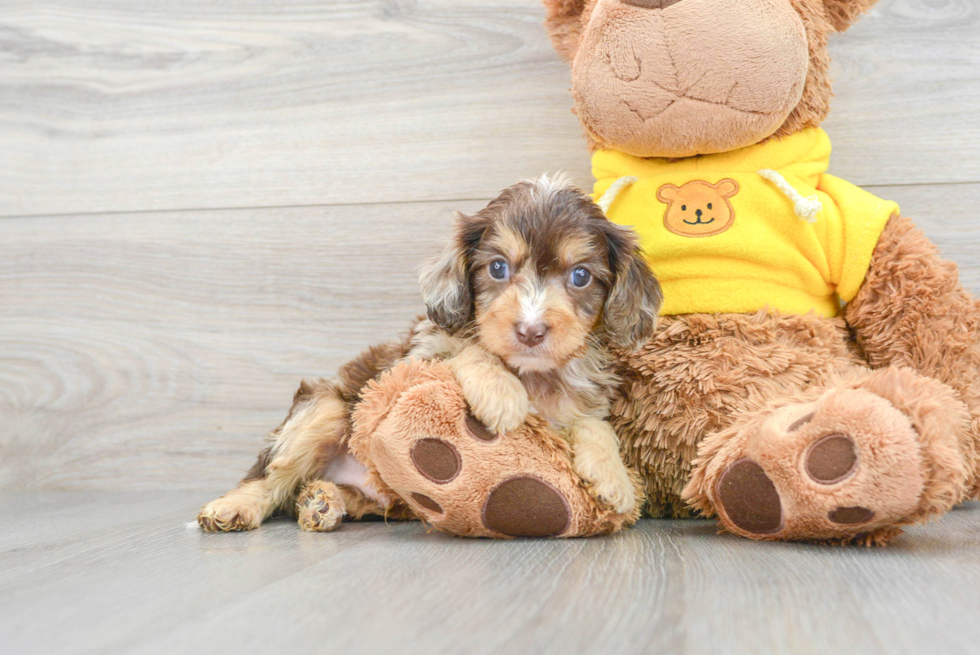 Best Cavapoo Baby