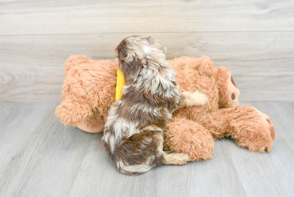 Happy Cavapoo Baby