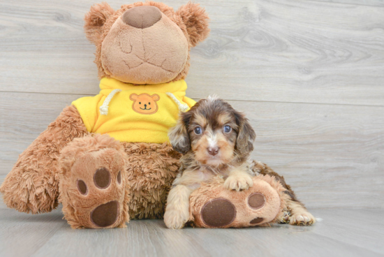 Adorable Cavoodle Poodle Mix Puppy