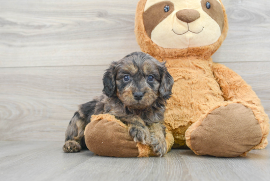 Popular Cavapoo Poodle Mix Pup