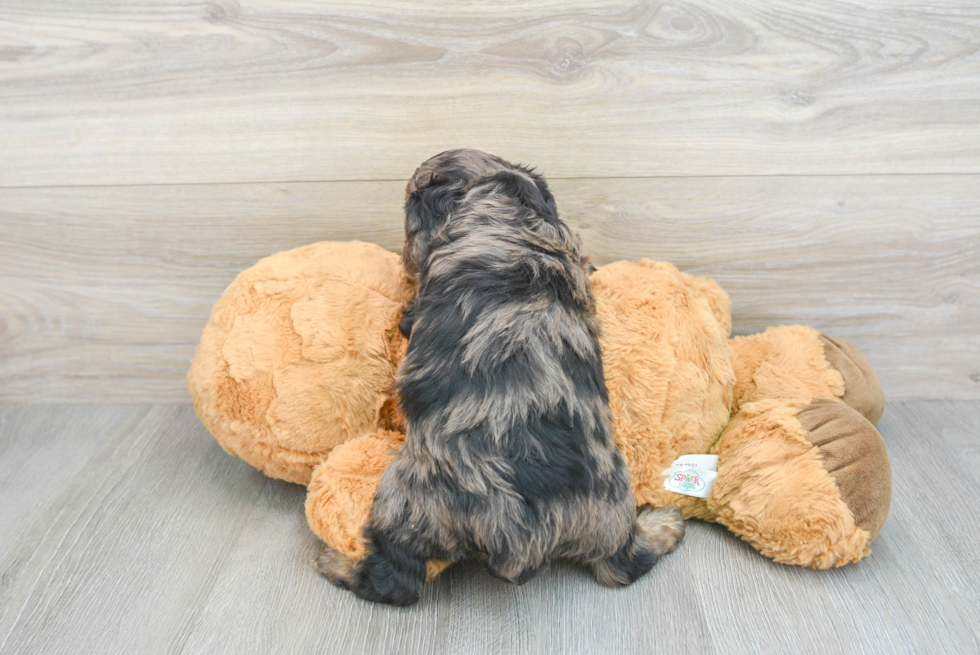 Cavapoo Puppy for Adoption