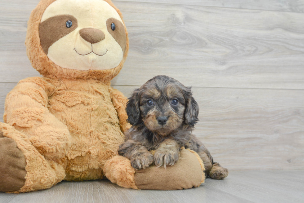 Petite Cavapoo Poodle Mix Pup