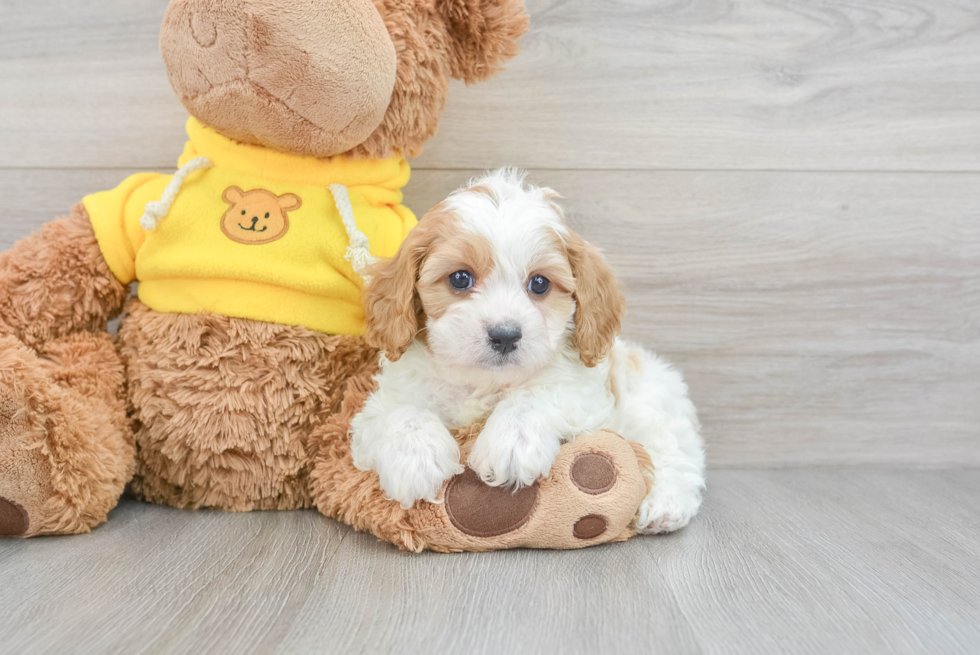 Best Cavapoo Baby