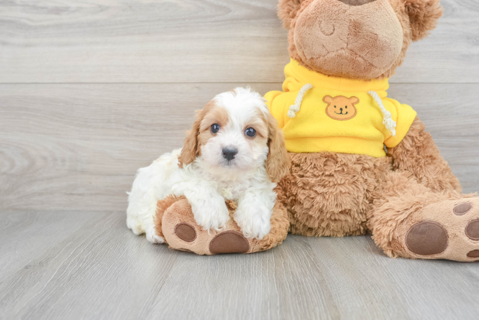 Energetic Cavoodle Poodle Mix Puppy