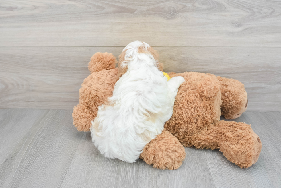 Fluffy Cavapoo Poodle Mix Pup