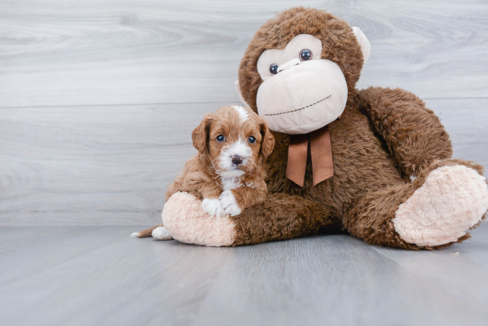 Hypoallergenic Cavoodle Poodle Mix Puppy