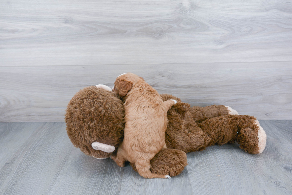 Fluffy Cavapoo Poodle Mix Pup