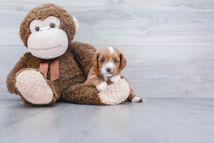 Cavapoo Pup Being Cute