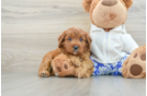 Cavapoo Puppy for Adoption