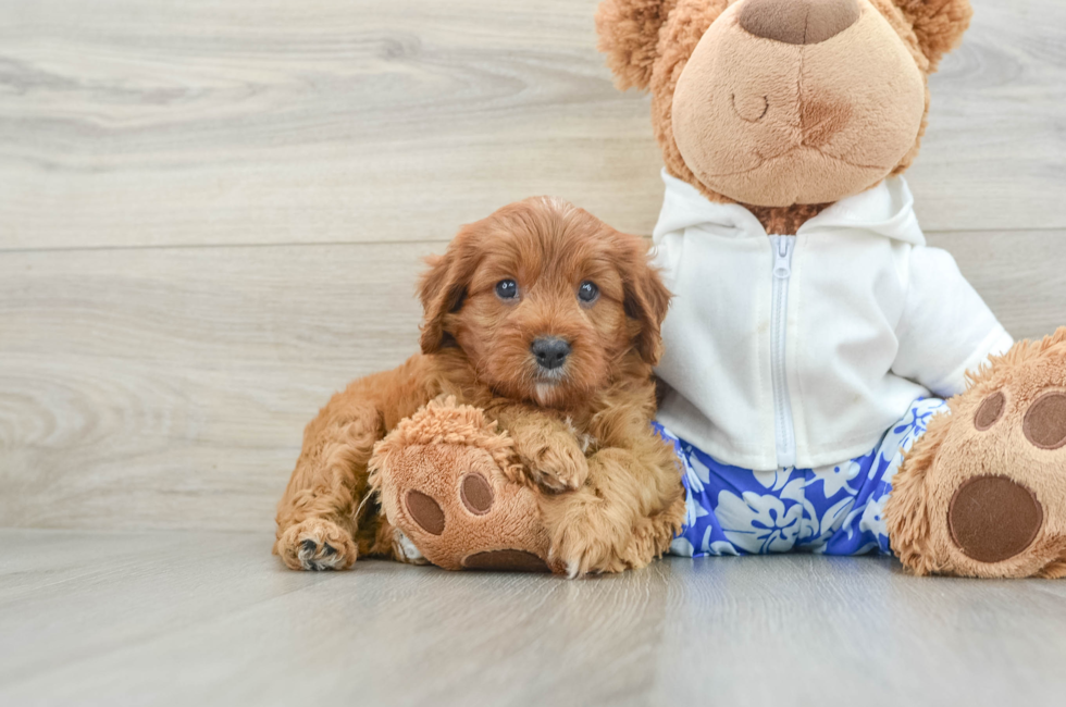 6 week old Cavapoo Puppy For Sale - Premier Pups