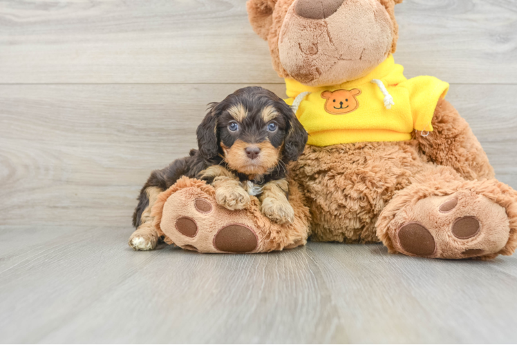 Cavapoo Pup Being Cute