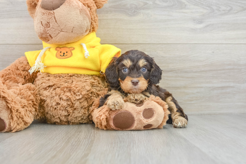 Friendly Cavapoo Baby