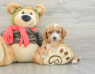 7 week old Cavapoo Puppy For Sale - Premier Pups