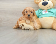 7 week old Cavapoo Puppy For Sale - Premier Pups