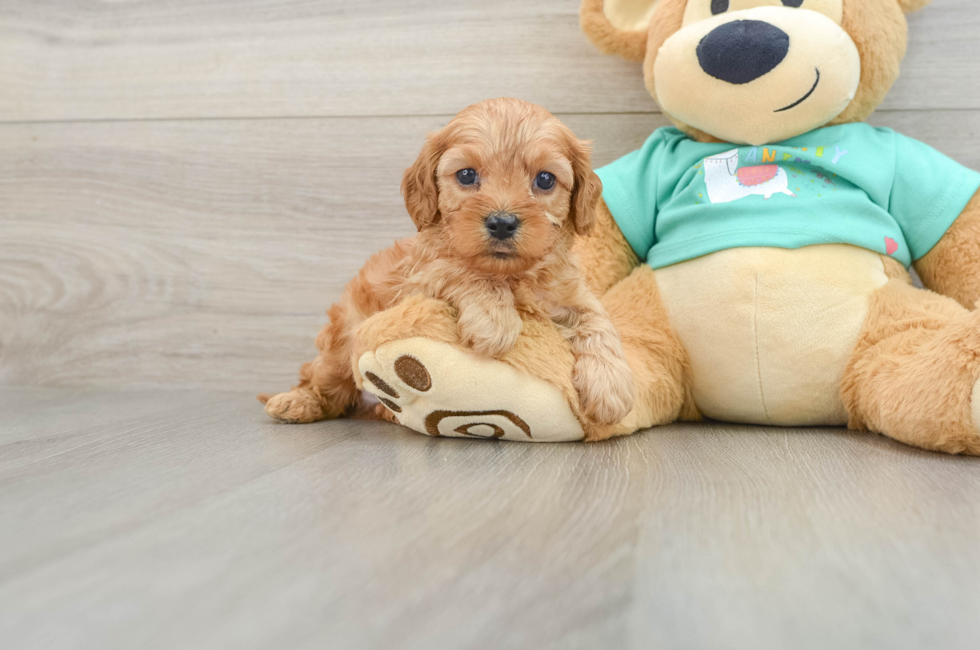 6 week old Cavapoo Puppy For Sale - Premier Pups