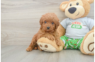 Cavapoo Puppy for Adoption