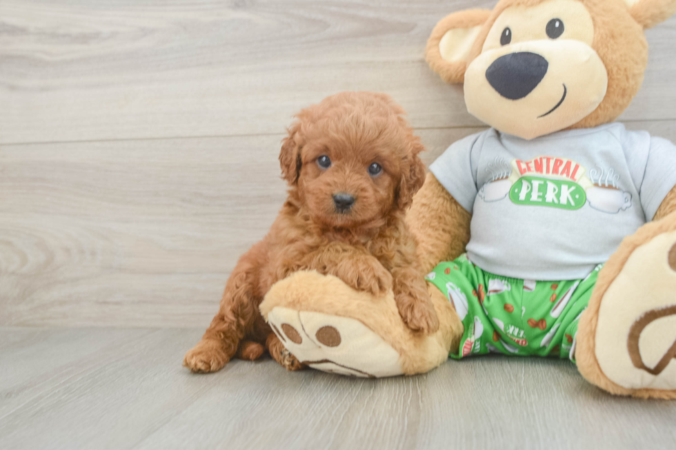Cavapoo Puppy for Adoption