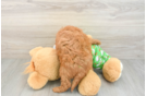 Popular Cavapoo Poodle Mix Pup