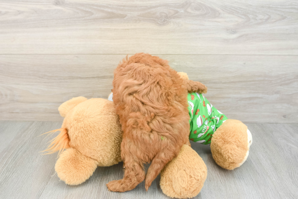 Popular Cavapoo Poodle Mix Pup