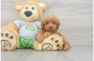 Cavapoo Pup Being Cute