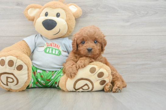 Cavapoo Pup Being Cute