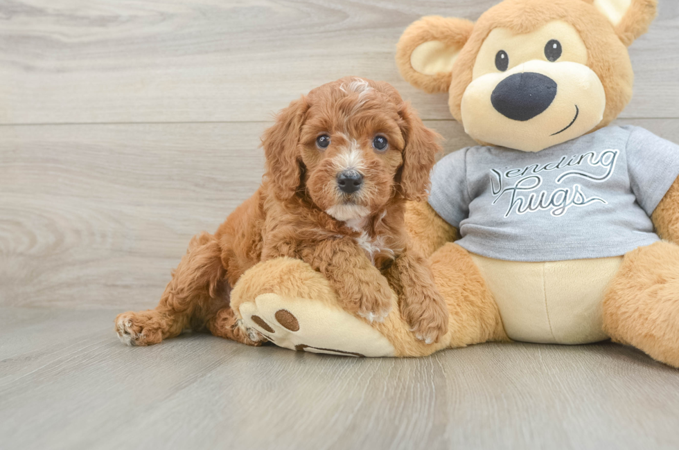 5 week old Cavapoo Puppy For Sale - Premier Pups