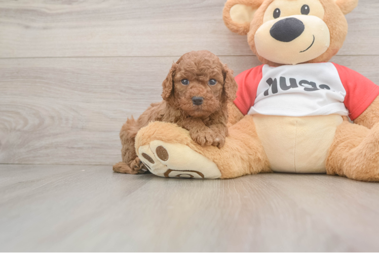 Best Cavapoo Baby