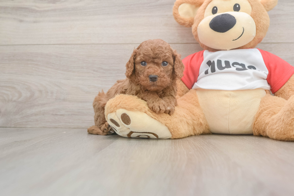 Best Cavapoo Baby
