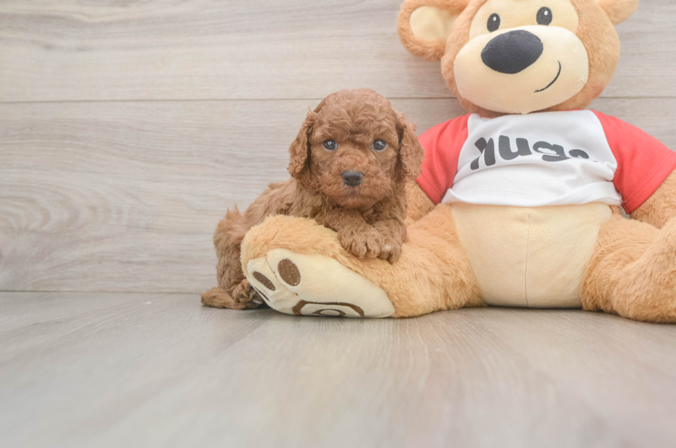5 week old Cavapoo Puppy For Sale - Premier Pups