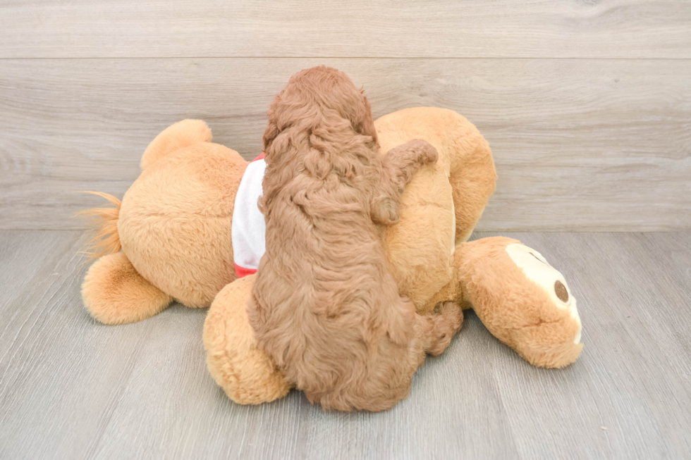 Cavapoo Pup Being Cute