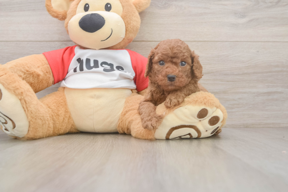 Cavapoo Pup Being Cute