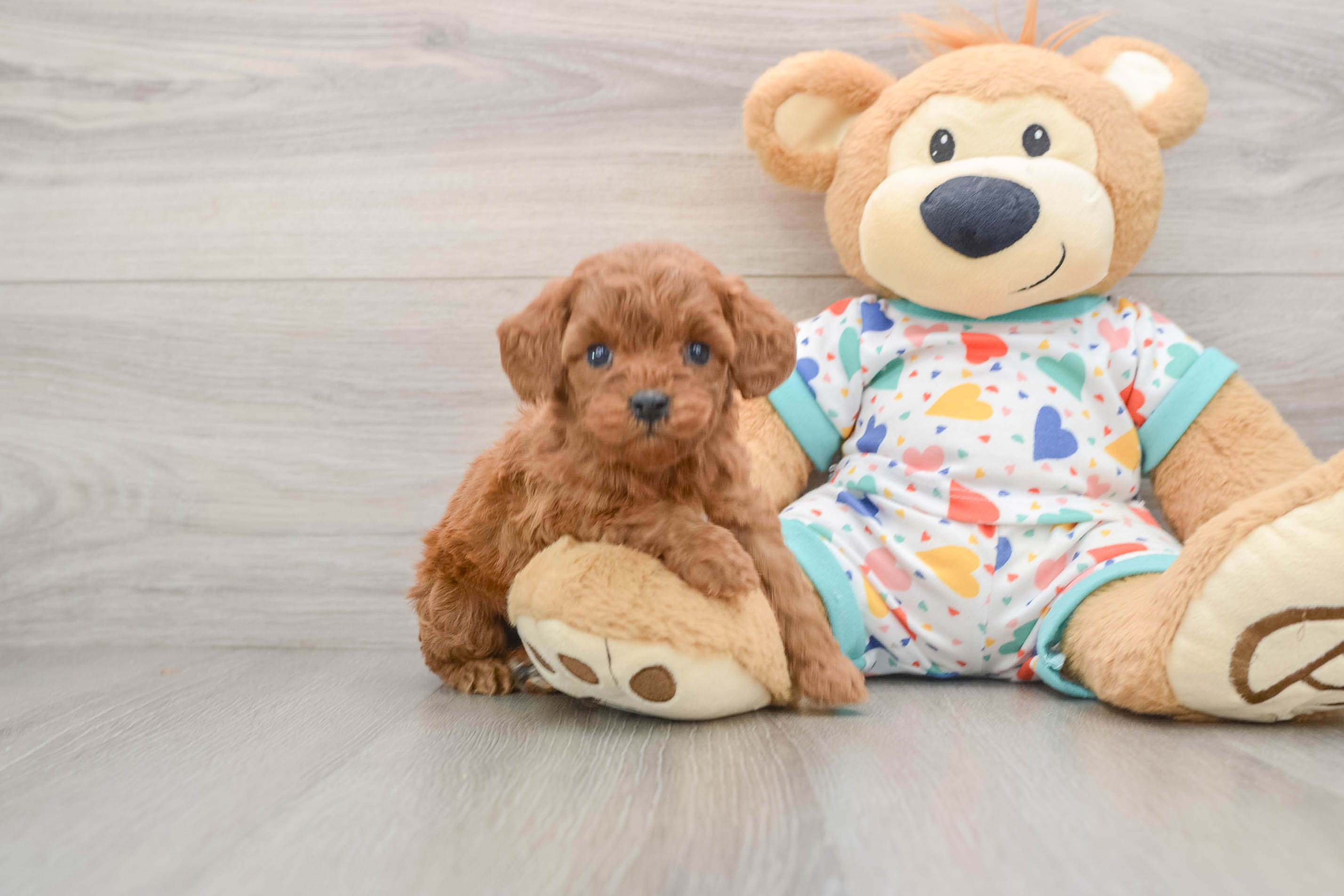 Best Cavapoo Baby