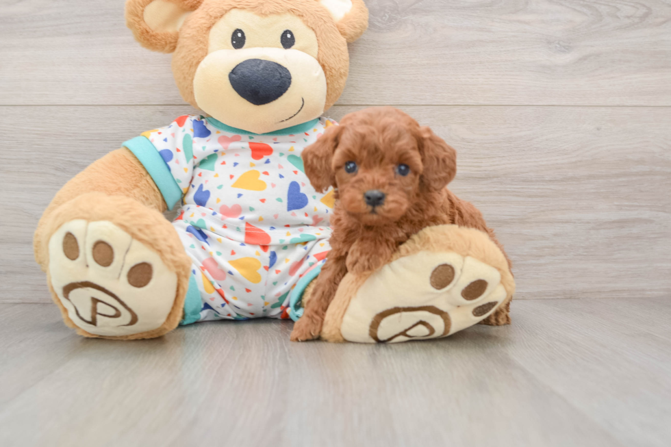 Cavapoo Pup Being Cute