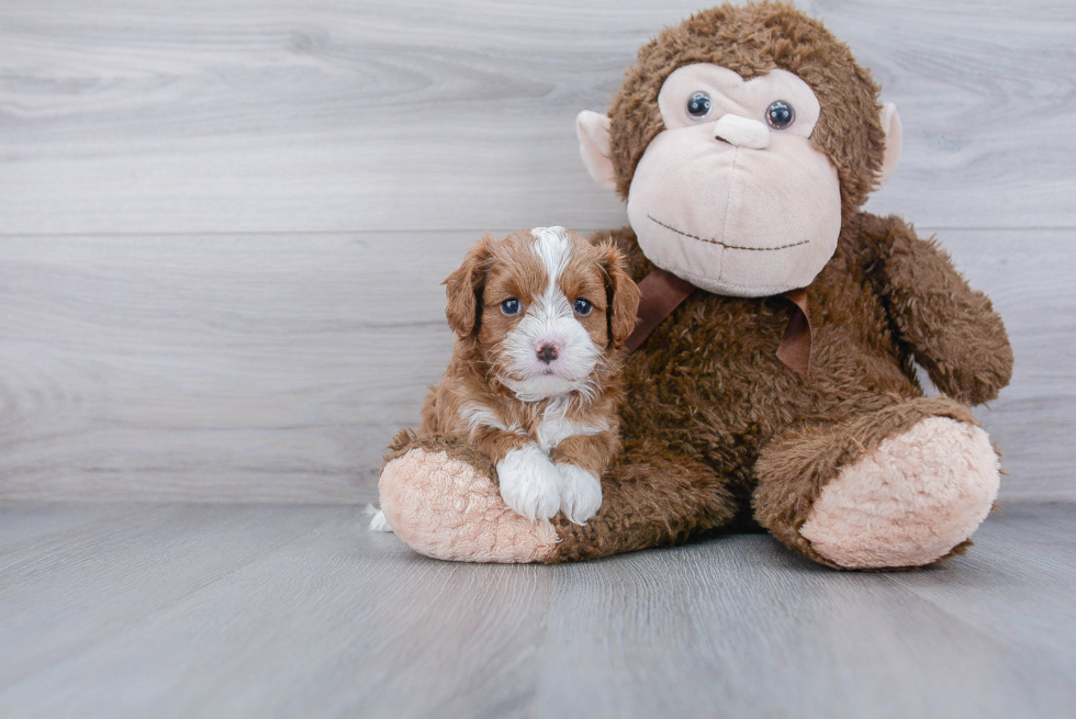 Best Cavapoo Baby